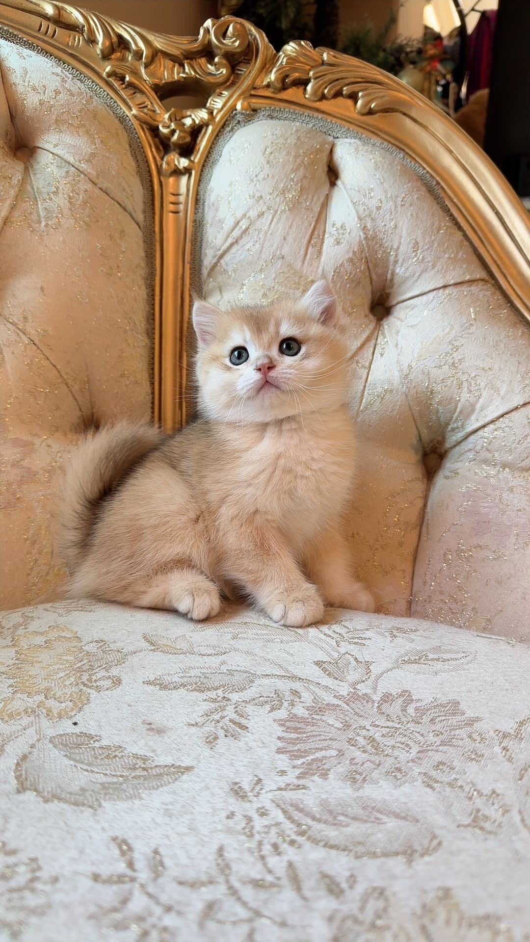 Nugget