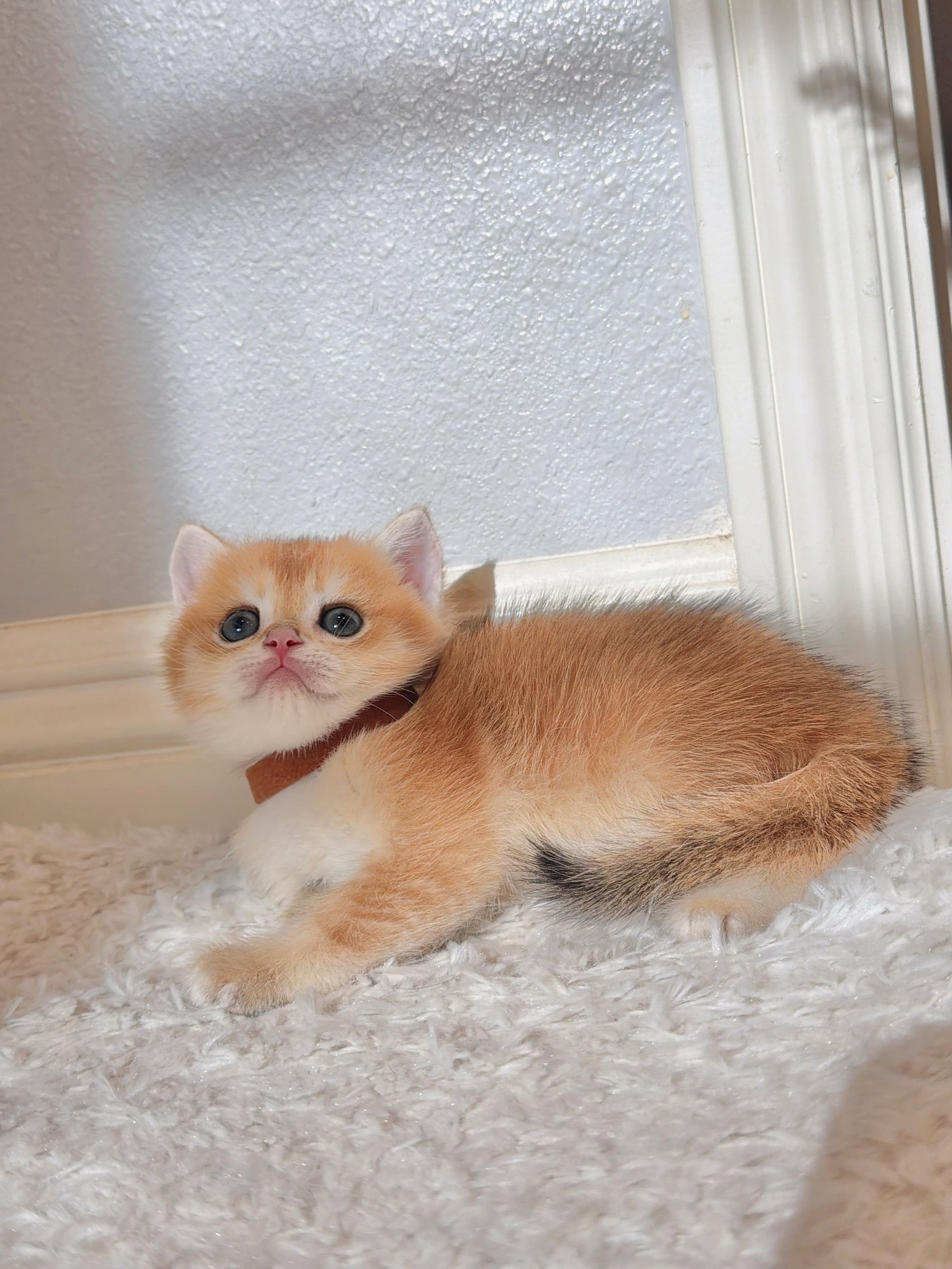 Toffee