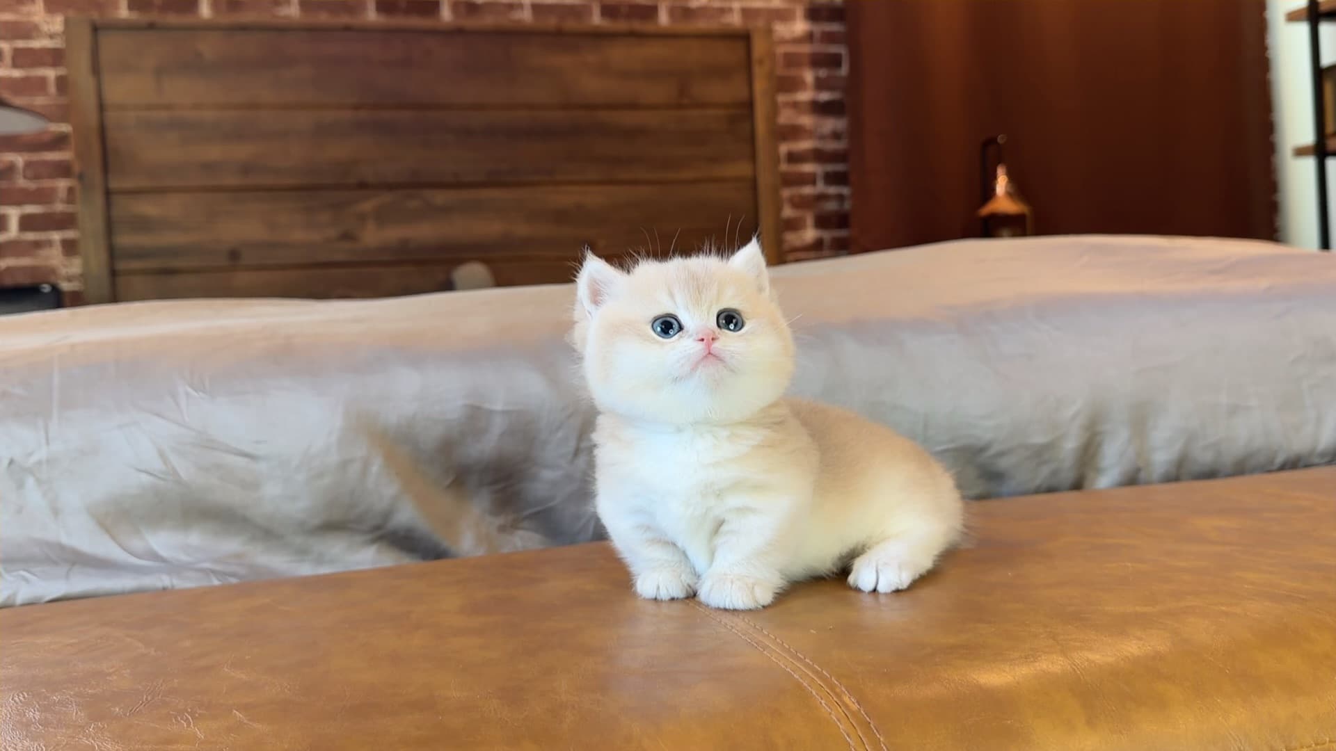 Biscuit