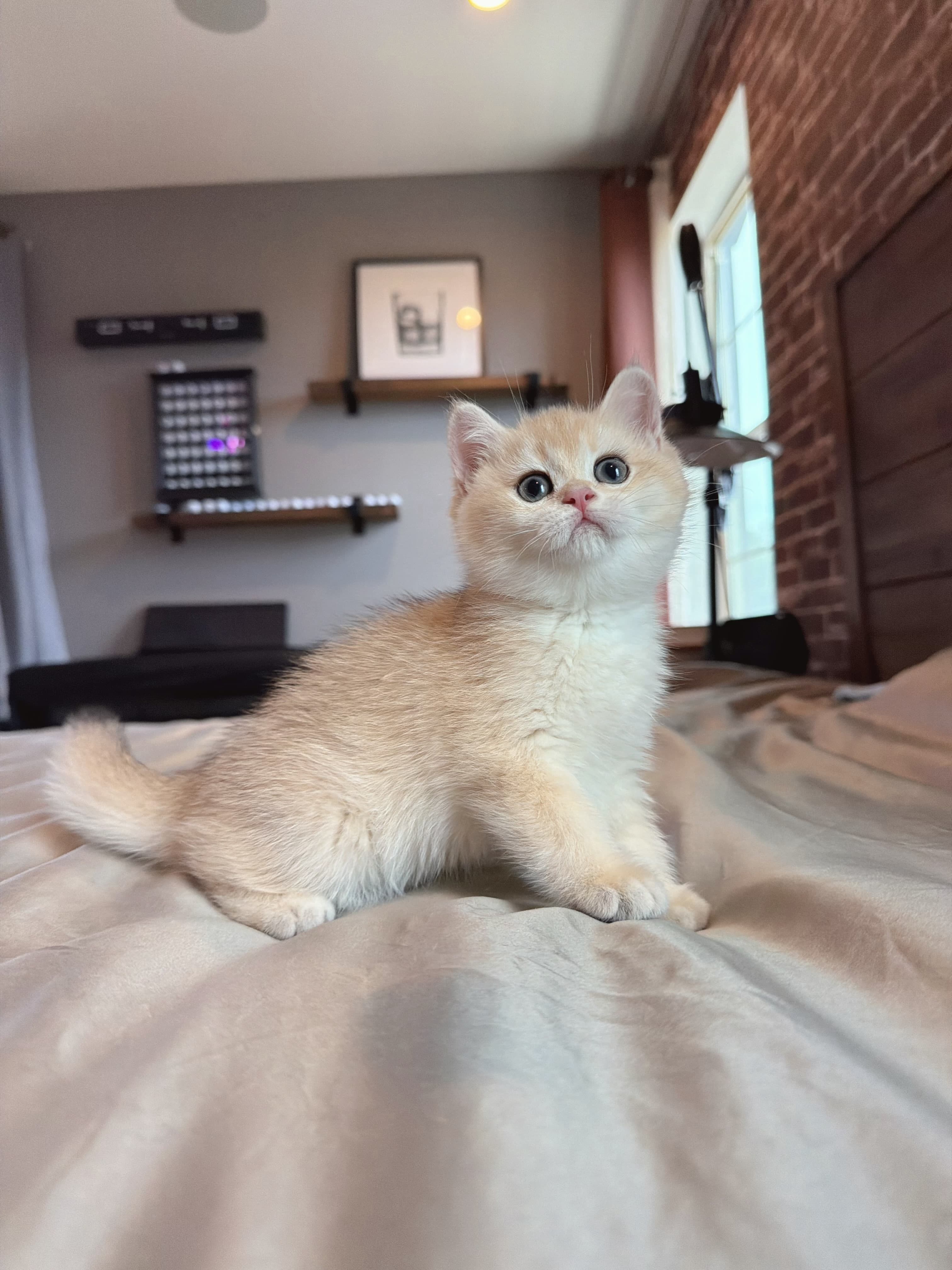 Gigi