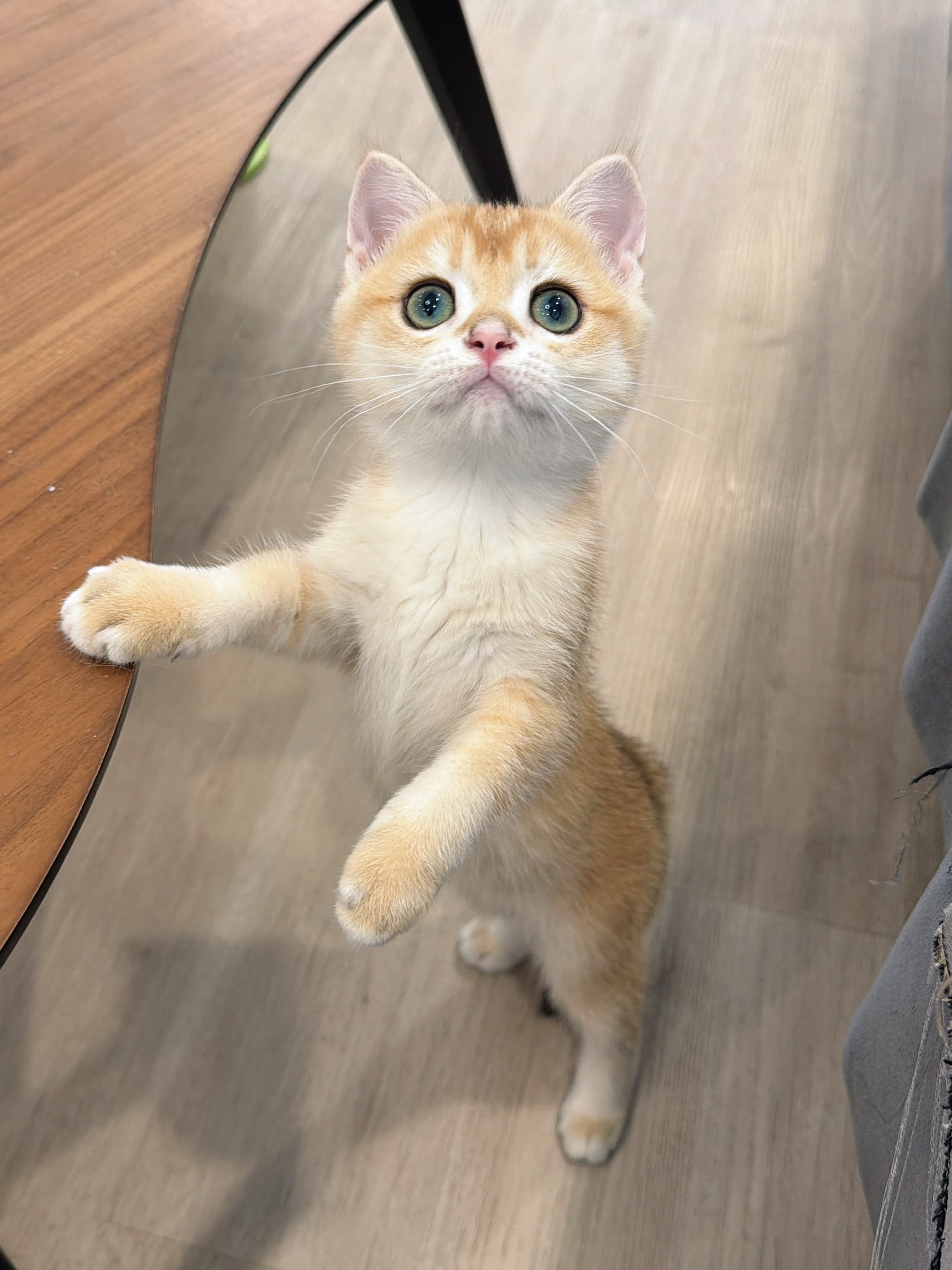 Toffee