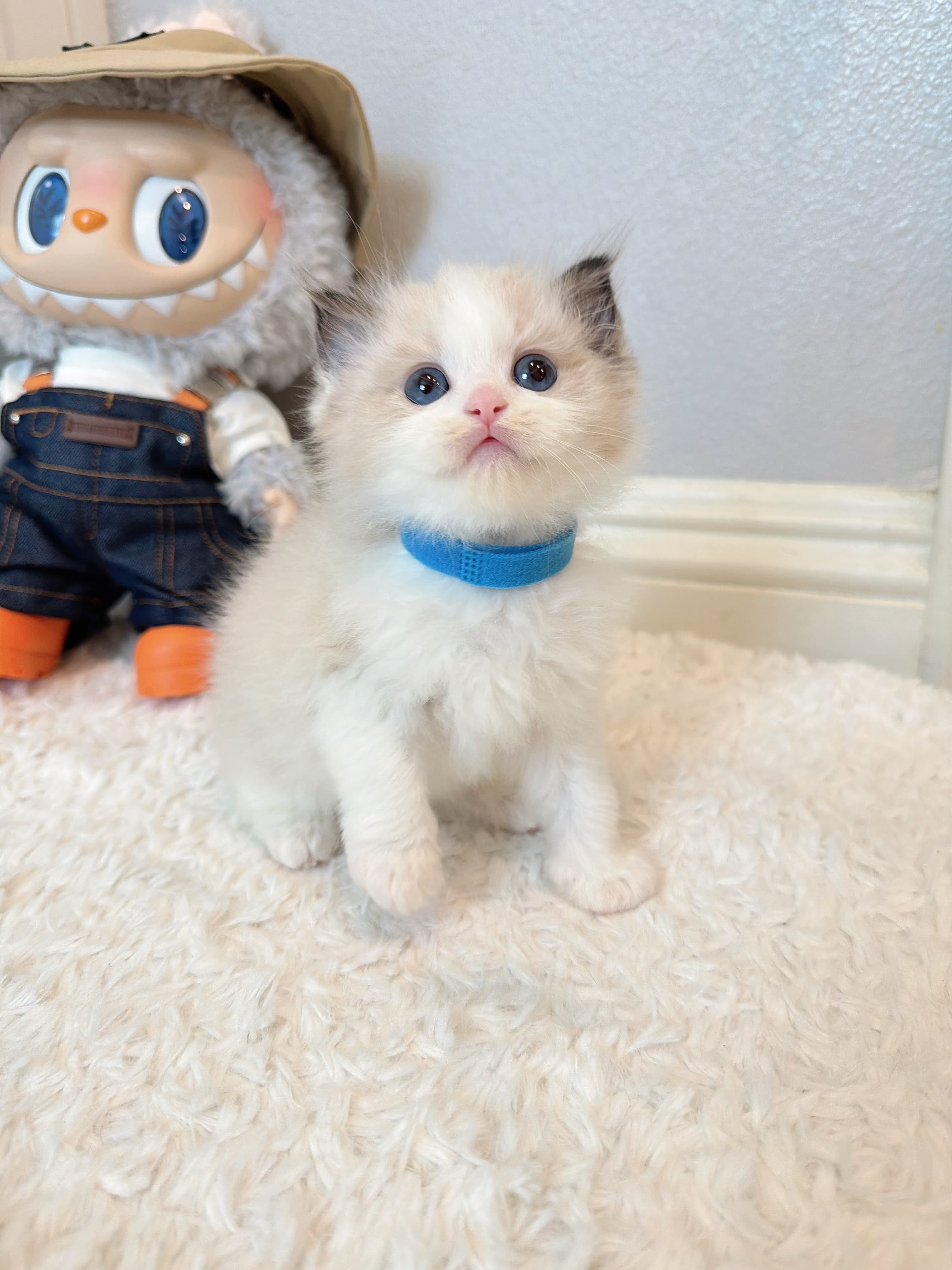 Marshmallow