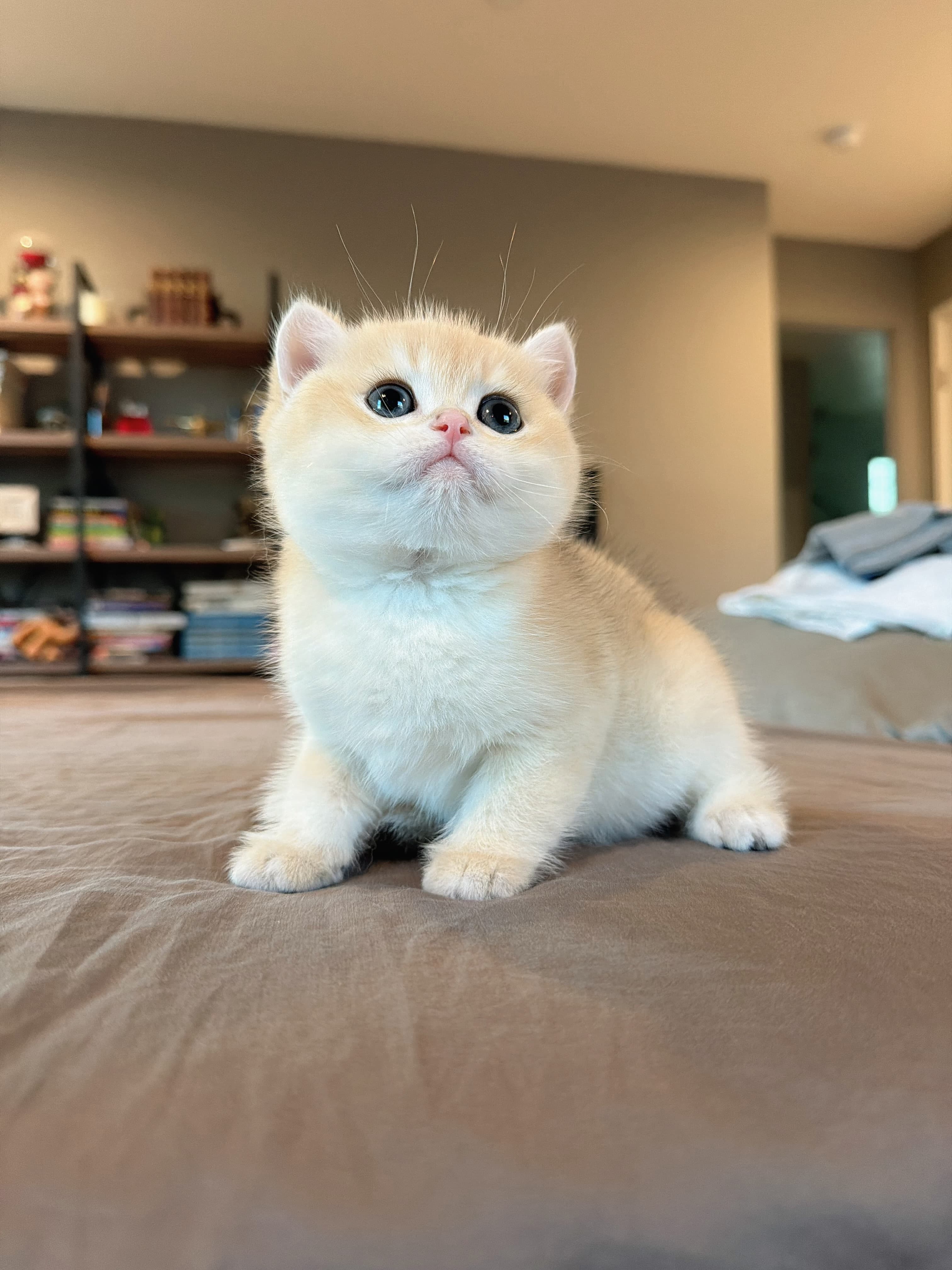 BOBO