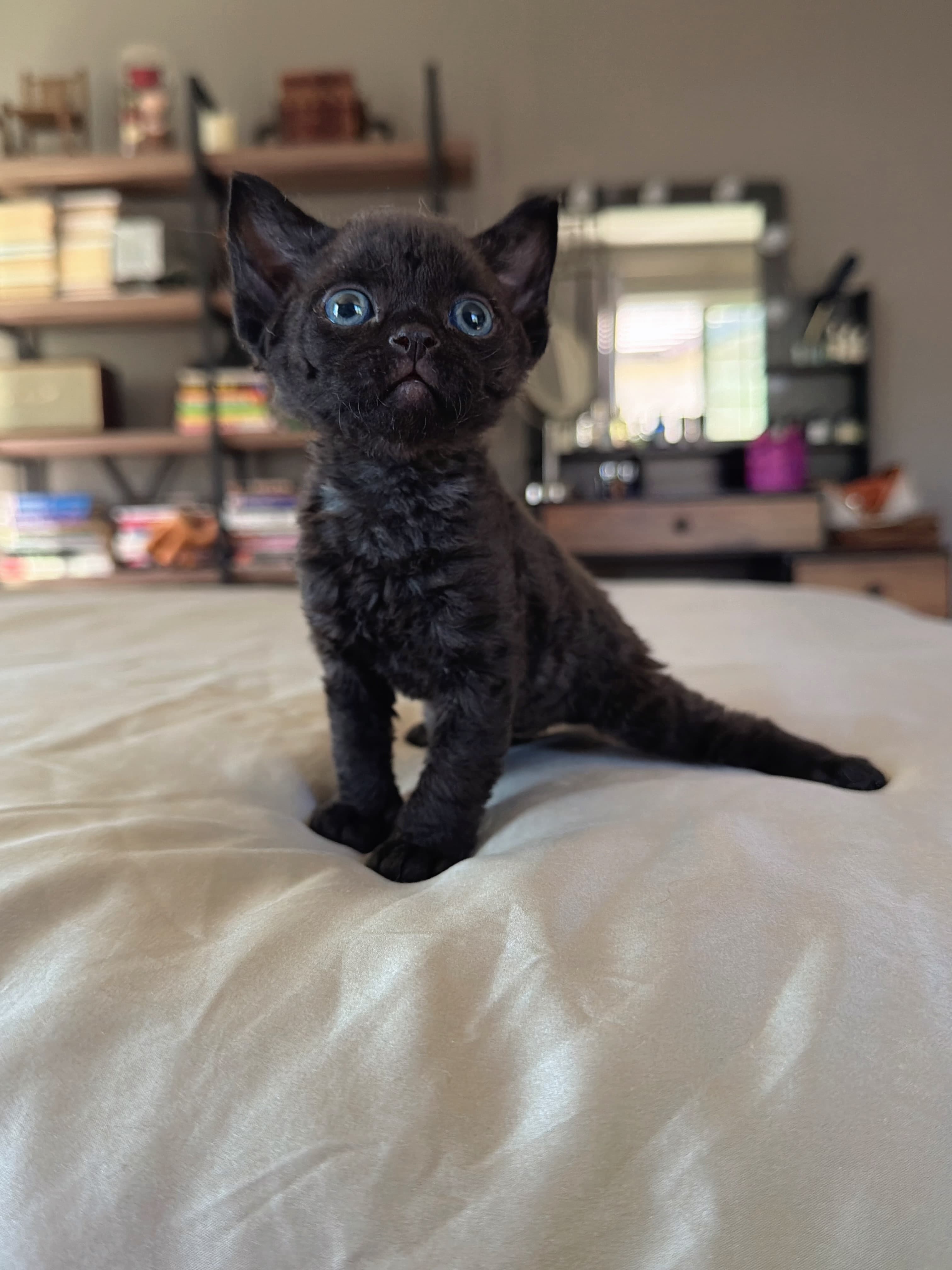 Bean