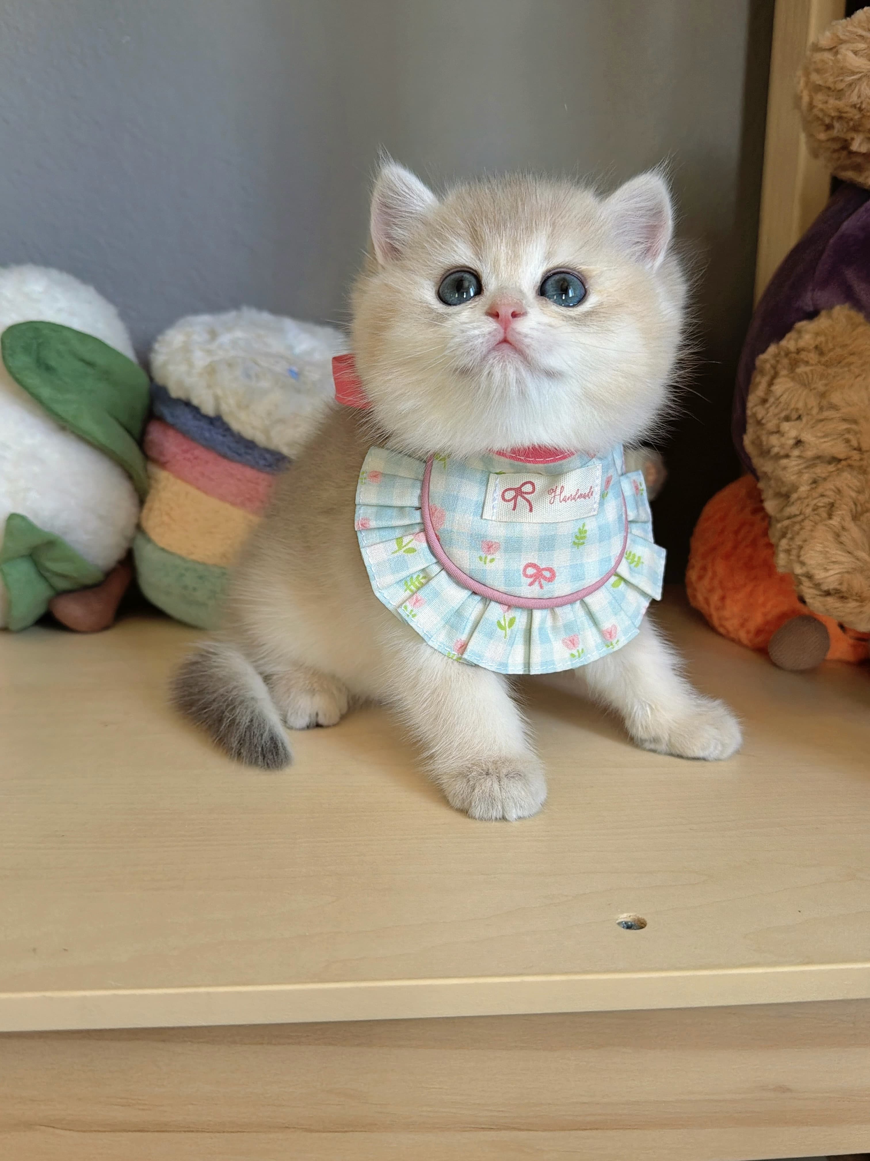 Fifi