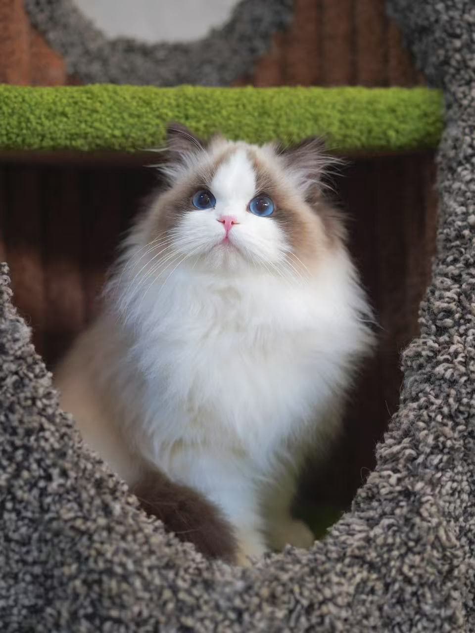 Sura