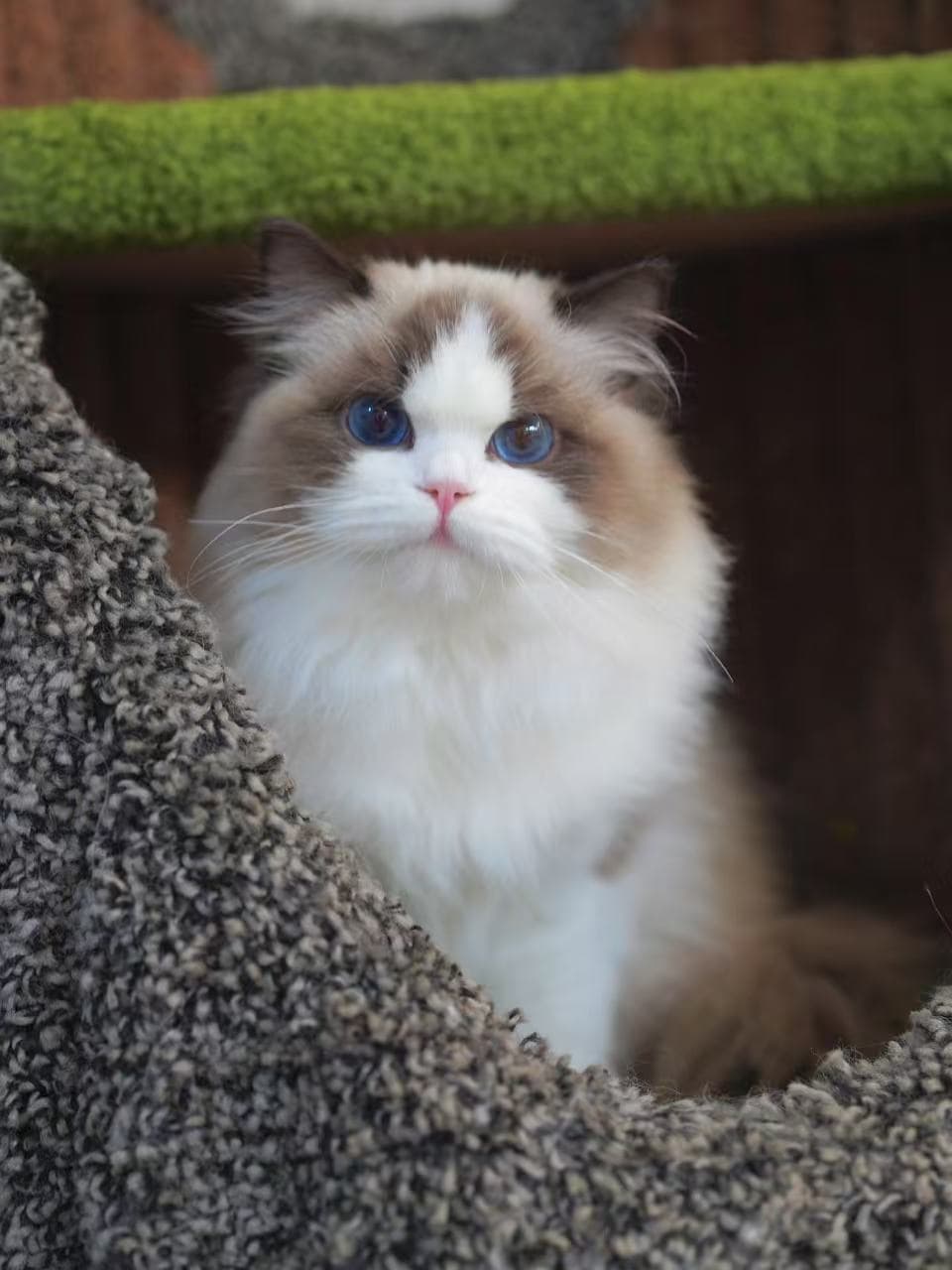 BabyBao