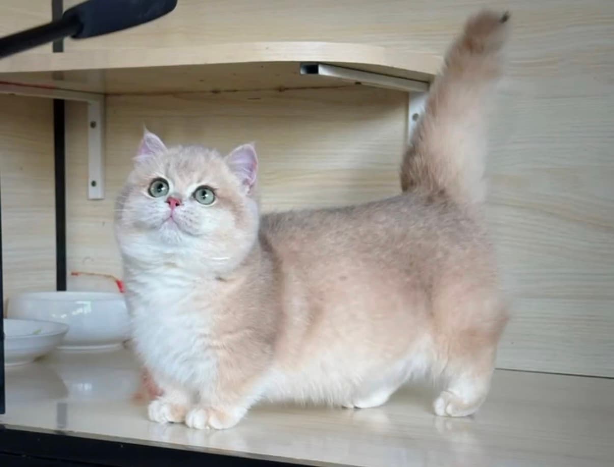 Purrlulu