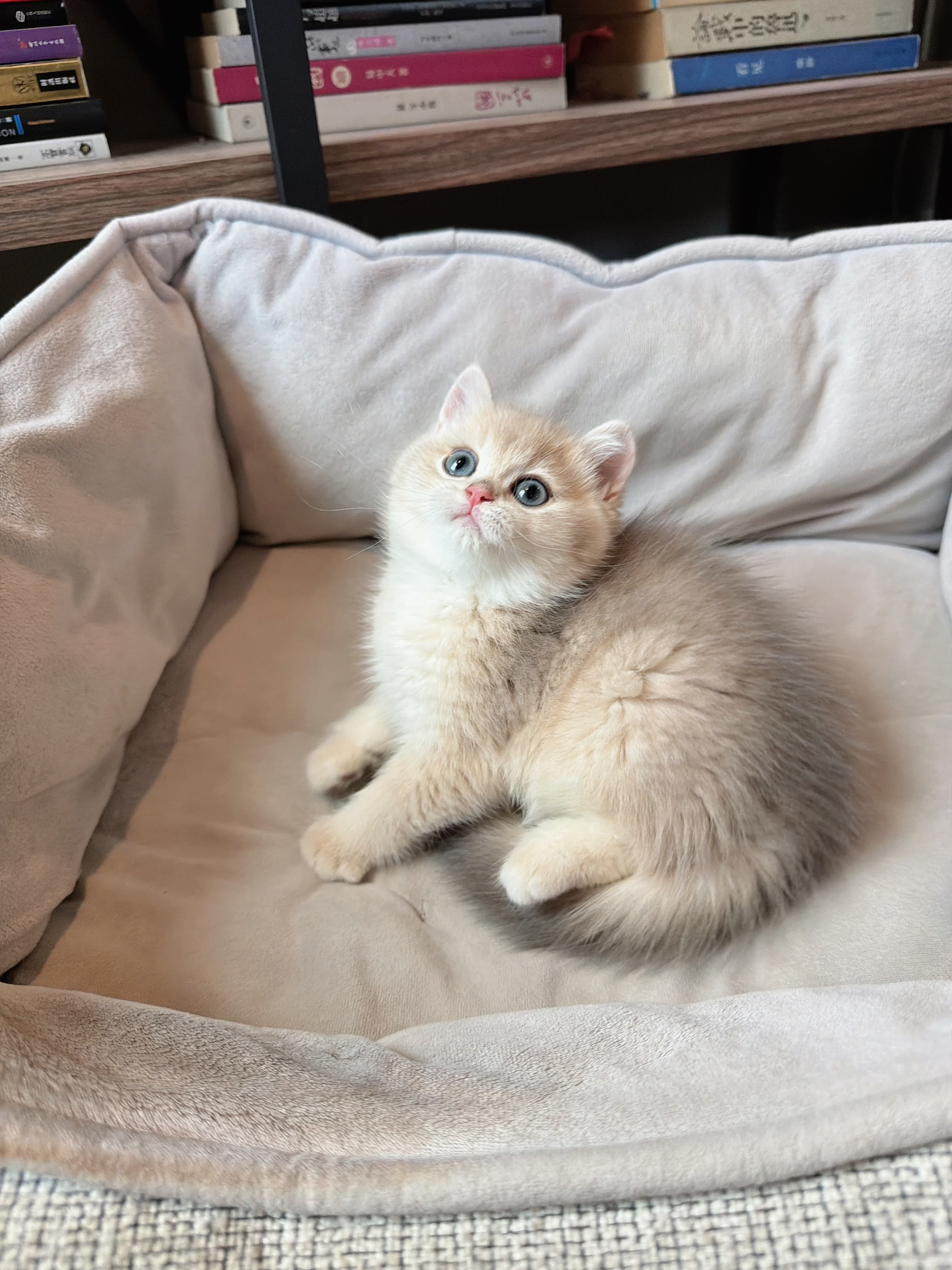 Arlo