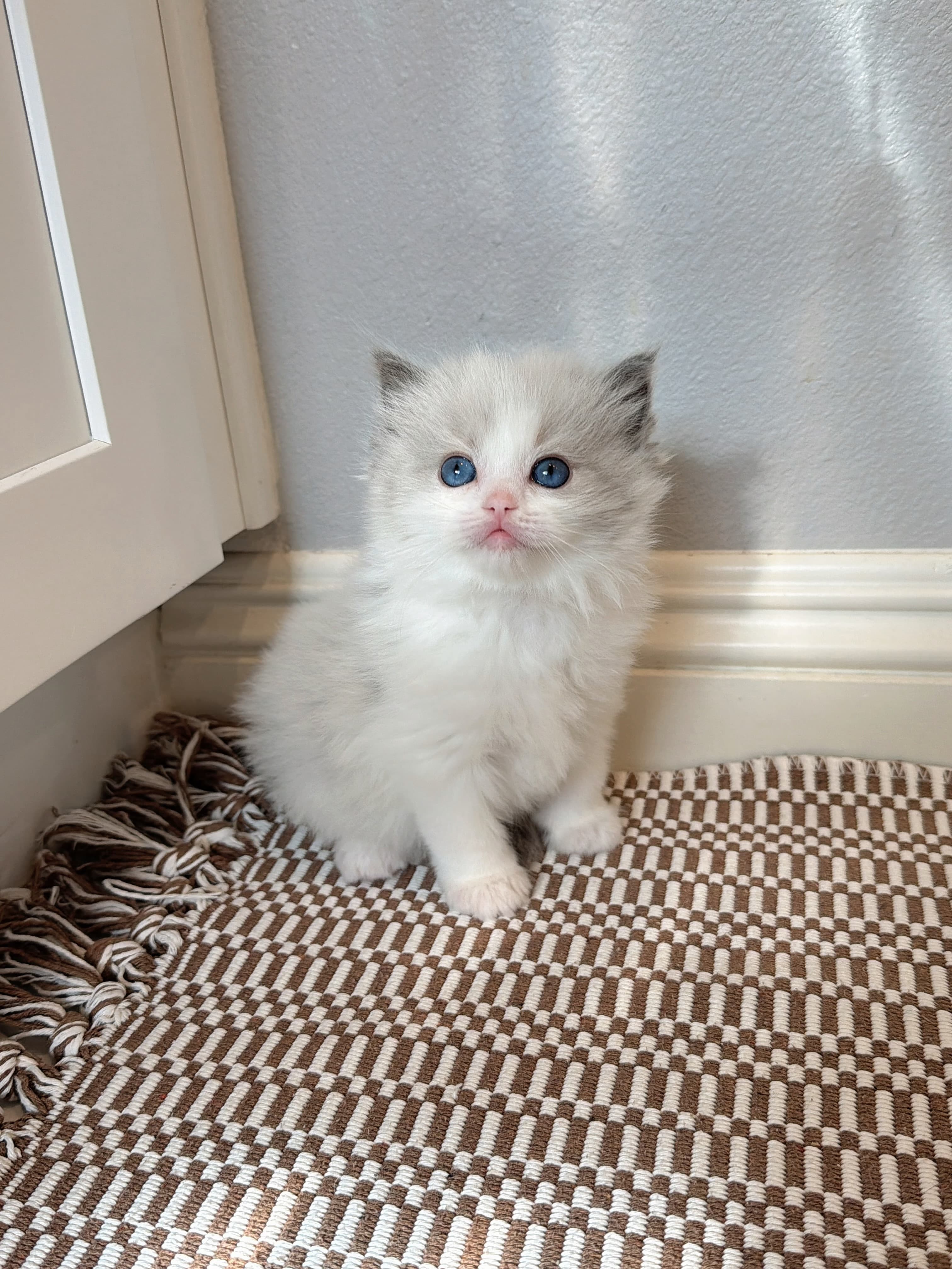 Bella