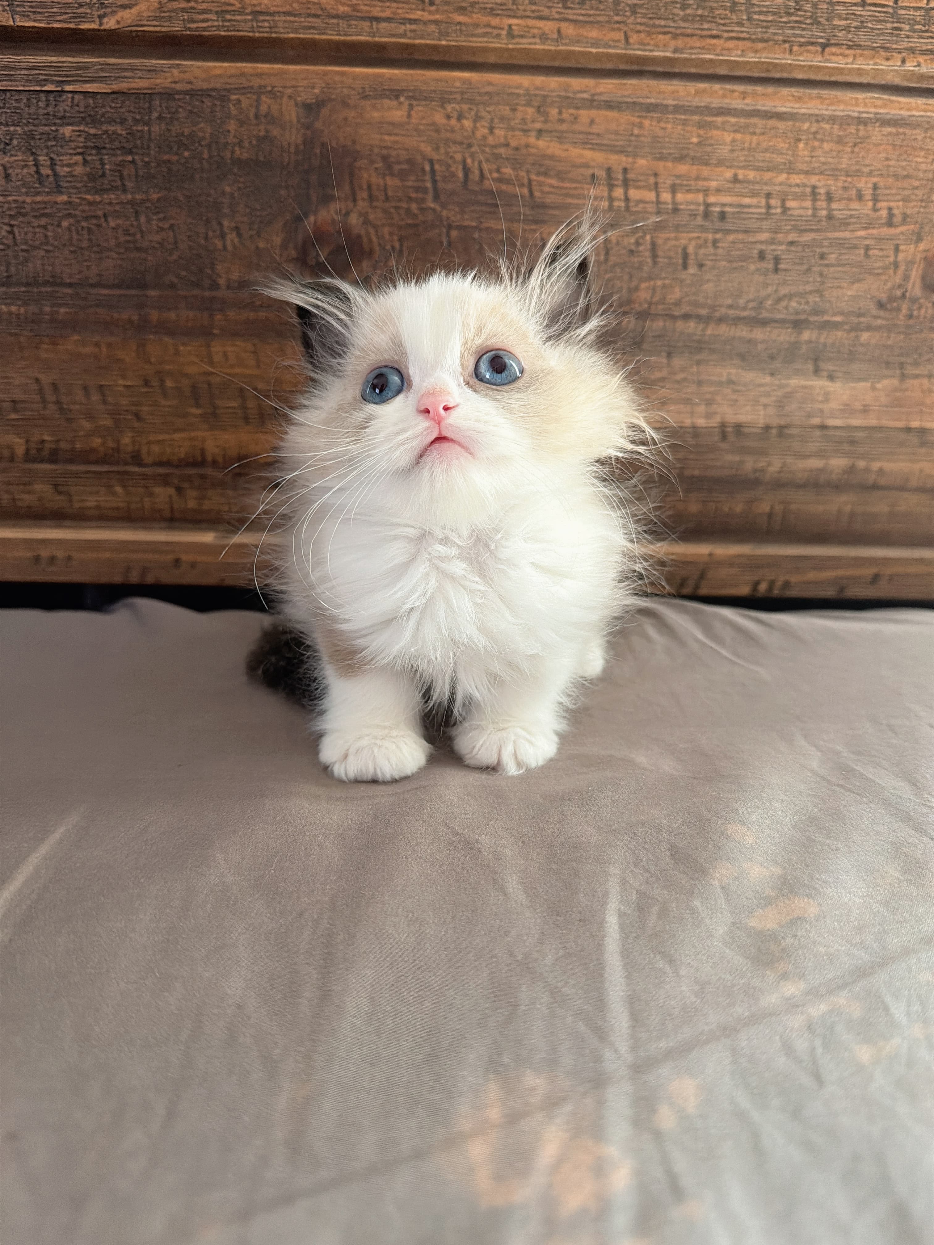 Evie