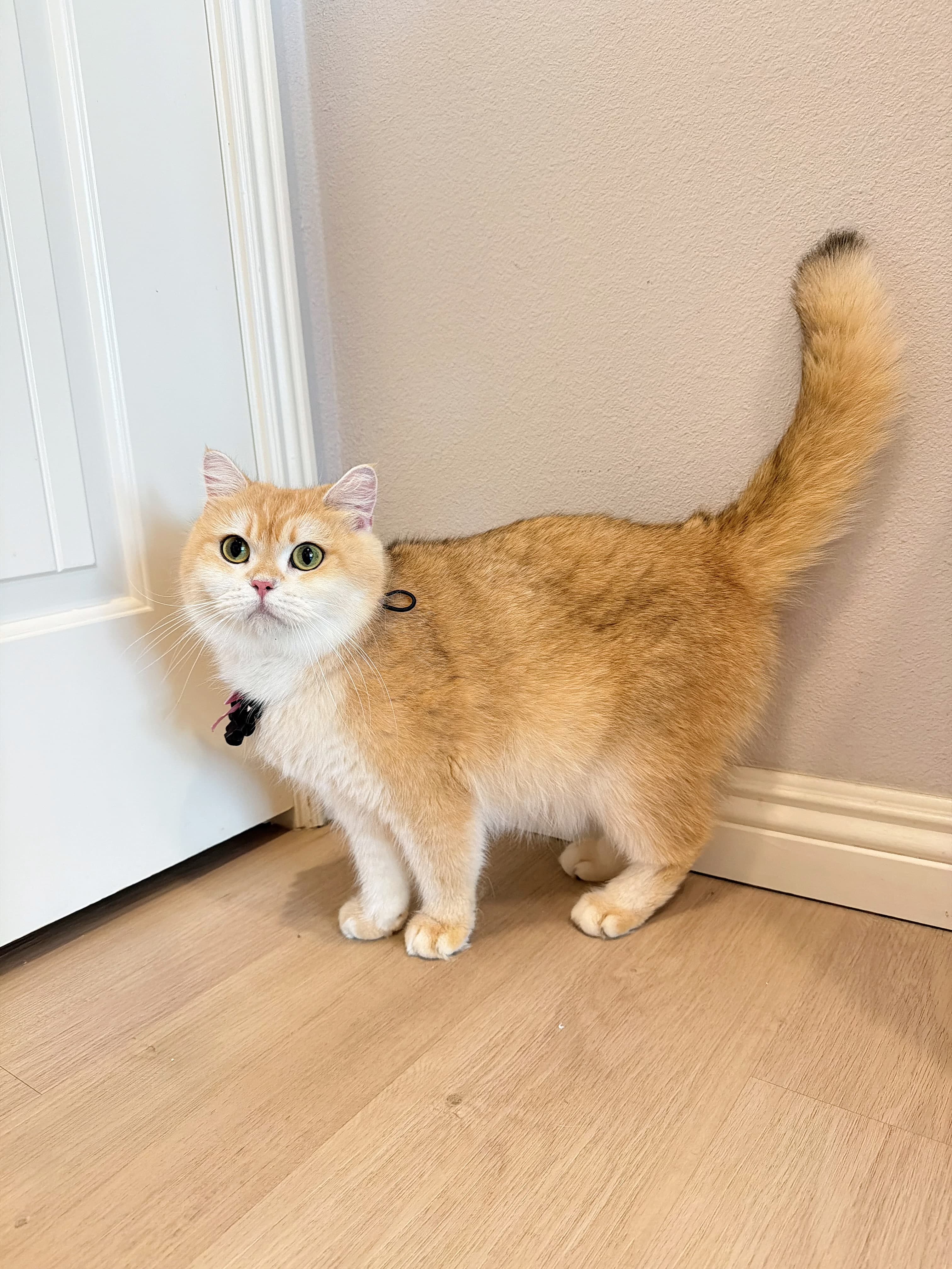 Dango