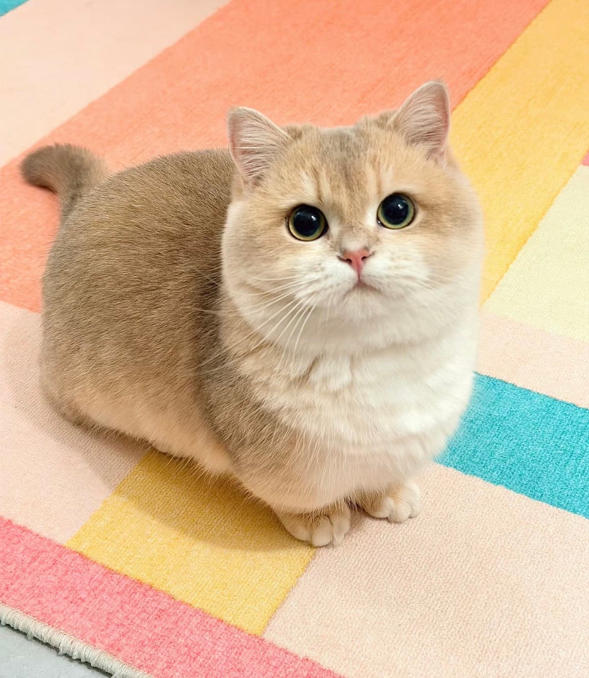 Coco